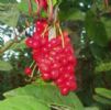 Schisandra Chinensis Extract  